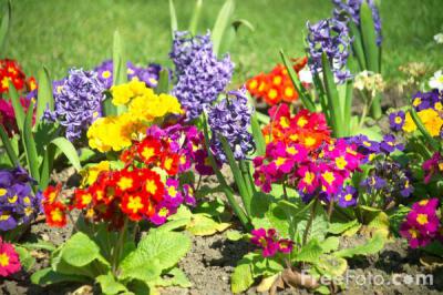 Flowers in bloom. 20% off through Friday