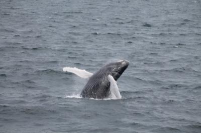 $8 Off Any Whale Watch!