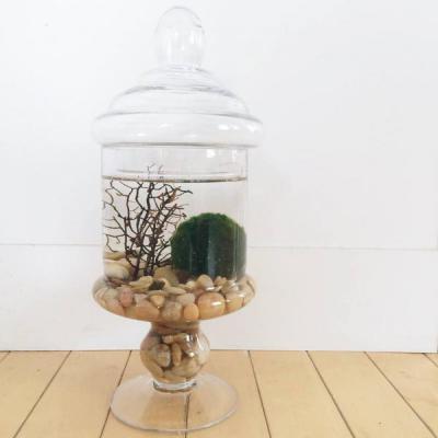 Marimo Terrarium